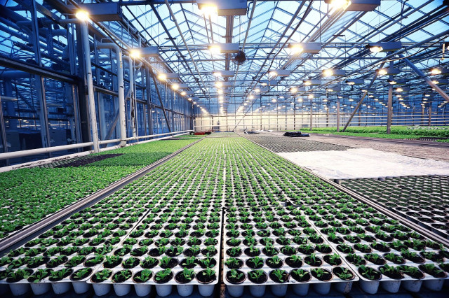 grow room